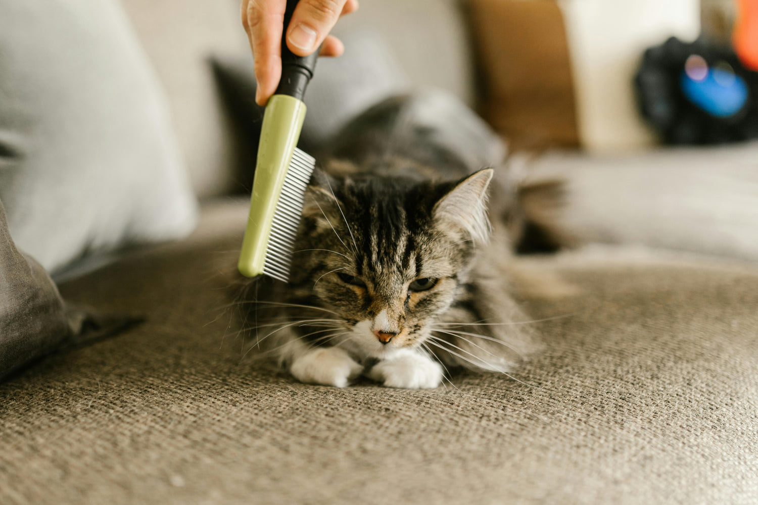 Grooming & Health