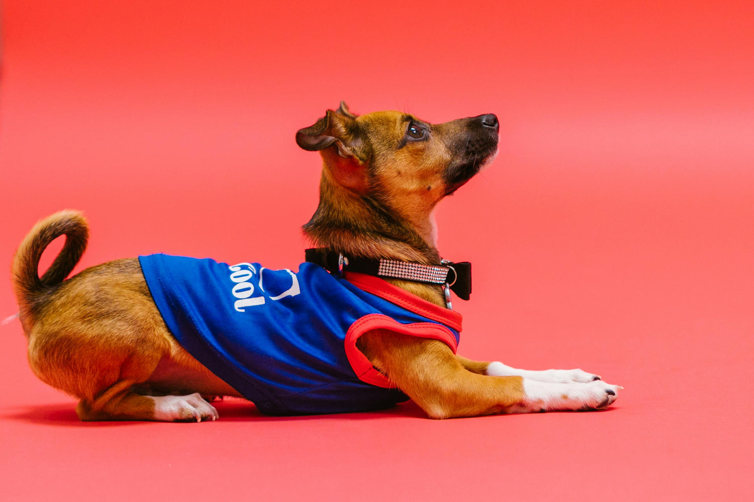 Pet Essentials